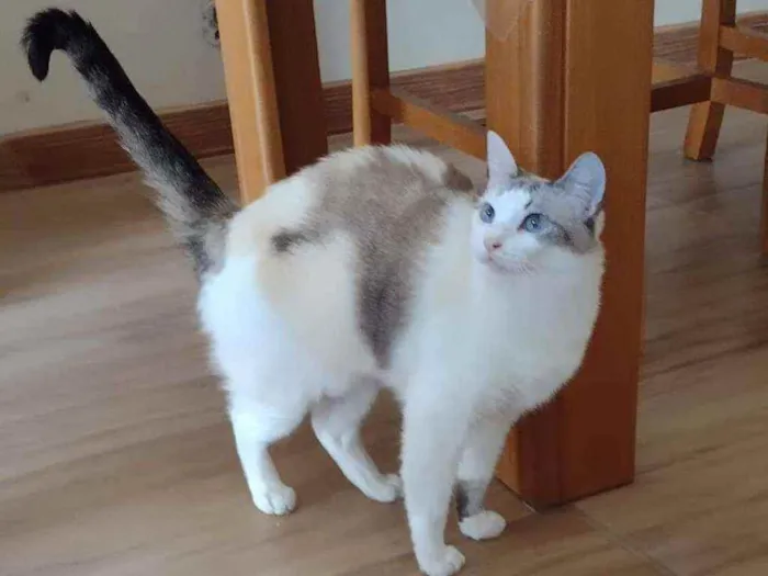 Gato ra a SRD idade 1 ano nome CRISTAL