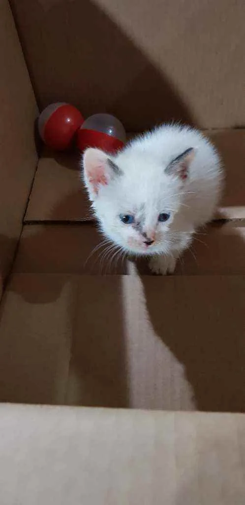 Gato ra a Srd idade Abaixo de 2 meses nome Lua