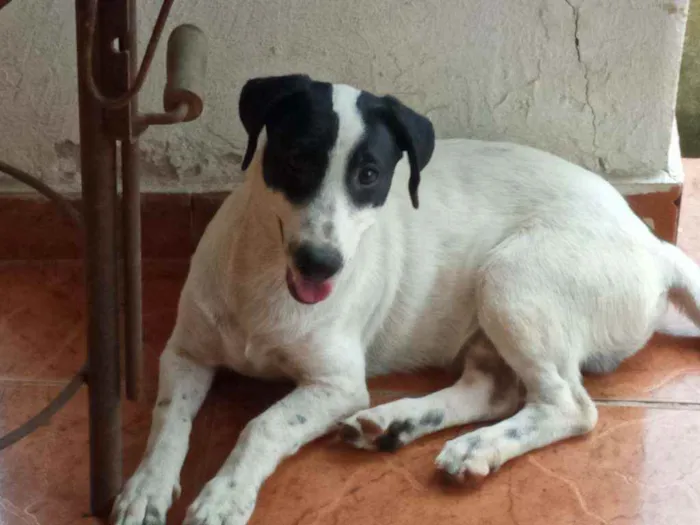 Cachorro raça Vira-lata misturado idade 2 a 6 meses nome Vitinho 