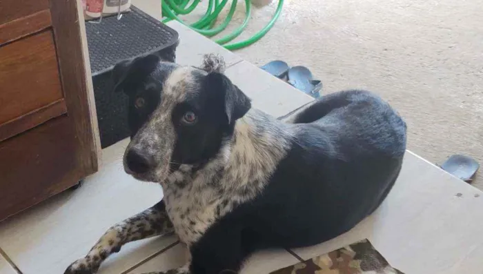 Cachorro ra a Desconhecida idade 2 anos nome Ravena