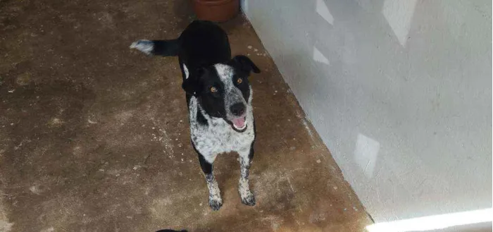 Cachorro ra a Desconhecida idade 2 anos nome Ravena
