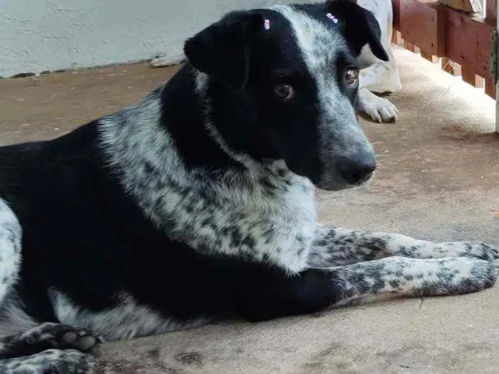 Cachorro ra a Desconhecida idade 2 anos nome Ravena