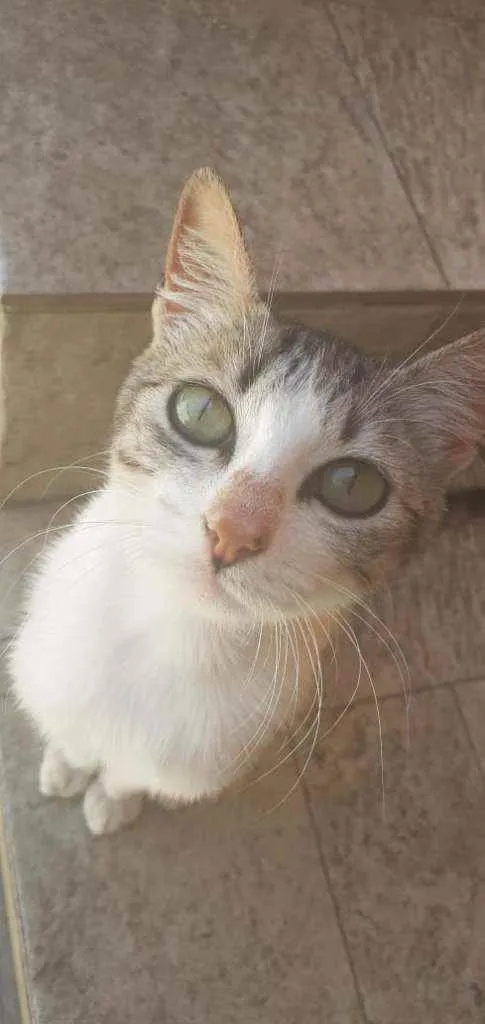 Gato ra a Sem raça  idade 7 a 11 meses nome Baloo e Marie