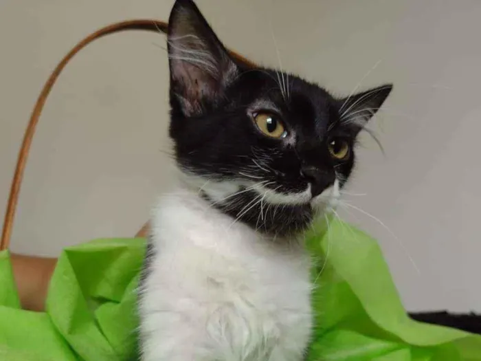 Gato ra a SRD(sem raca definida,) idade 2 a 6 meses nome BENNY
