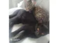 Filhotes de gatinhos