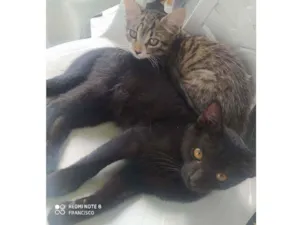 Gato raça Doméstico  idade 2 a 6 meses nome Filhotes de gatinhos