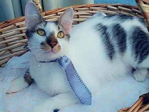 Gato raça SRD idade 7 a 11 meses nome RABICÓ