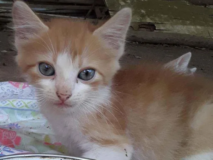 Gato ra a Srd idade Abaixo de 2 meses nome Apelido Hermes