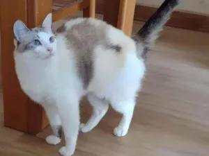 Gato raça SRD idade 1 ano nome CRISTAL