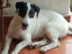 Cachorro raça Vira-lata misturado idade 2 a 6 meses nome Vitinho 