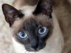 Gato raça SRD  idade 7 a 11 meses nome Sem nome