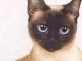 Gato ra a SRD  idade 7 a 11 meses nome Sem nome