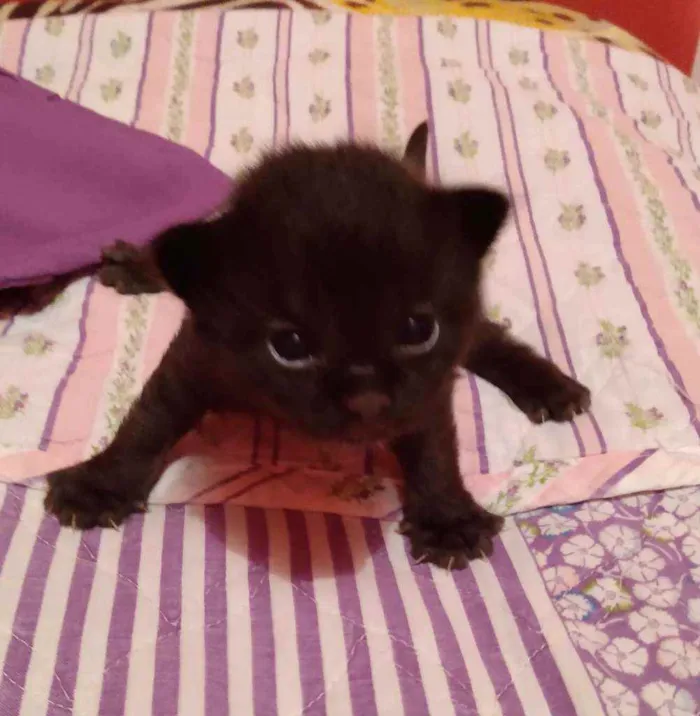 Gato ra a SRD idade Abaixo de 2 meses nome Sem nome