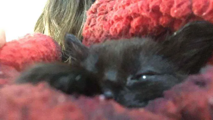 Gato ra a SRD idade Abaixo de 2 meses nome Sem nome