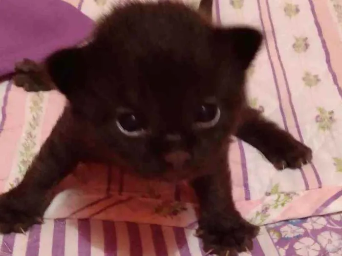 Gato ra a SRD idade Abaixo de 2 meses nome Sem nome