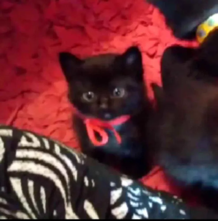 Gato ra a SRD idade Abaixo de 2 meses nome Sem nome