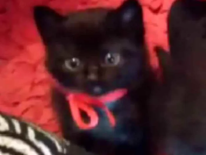 Gato ra a SRD idade Abaixo de 2 meses nome Sem nome