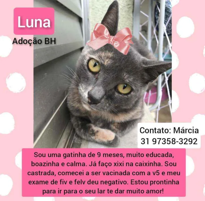 Gato raça Srd idade 7 a 11 meses nome Luna