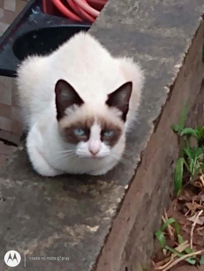 Gato ra a SRD  idade 2 a 6 meses nome Sem nome