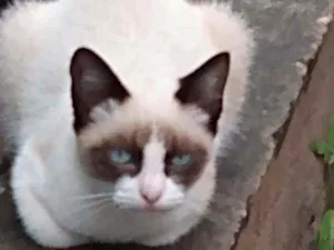 Gato raça SRD  idade 2 a 6 meses nome Sem nome