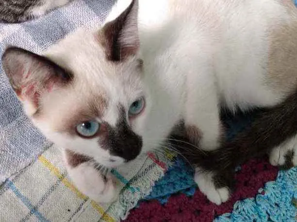 Gato ra a SRD  idade 2 a 6 meses nome Sem nome