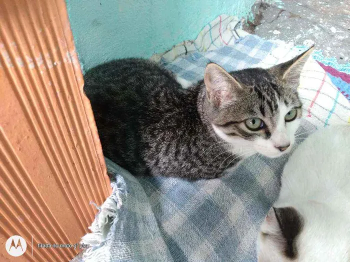 Gato ra a SRD idade 2 a 6 meses nome Sem nome