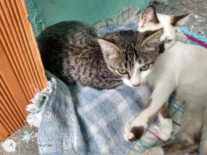 Gato ra a SRD idade 2 a 6 meses nome Sem nome