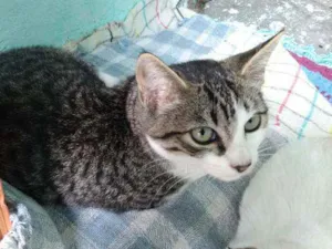Gato raça SRD idade 2 a 6 meses nome Sem nome