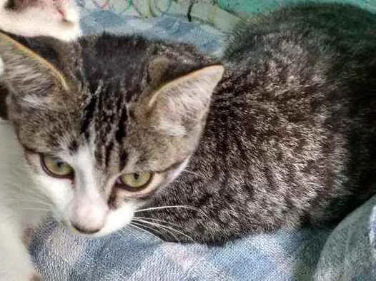 Gato ra a SRD idade 2 a 6 meses nome Sem nome
