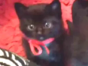 Gato raça SRD idade Abaixo de 2 meses nome Sem nome