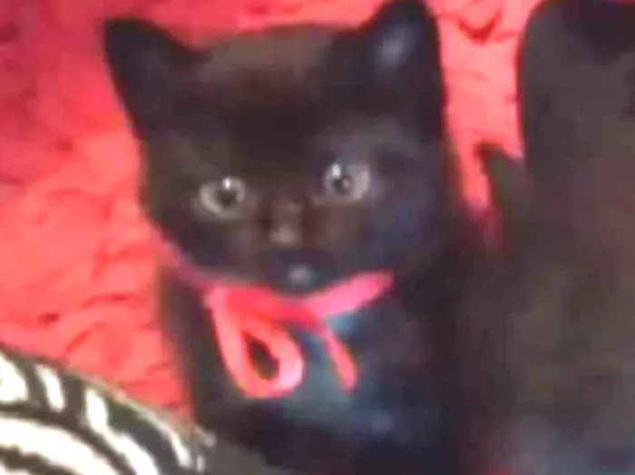 Gato ra a SRD idade Abaixo de 2 meses nome Sem nome