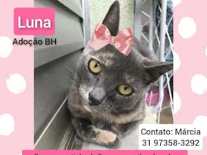 Gato raça Srd idade 7 a 11 meses nome Luna