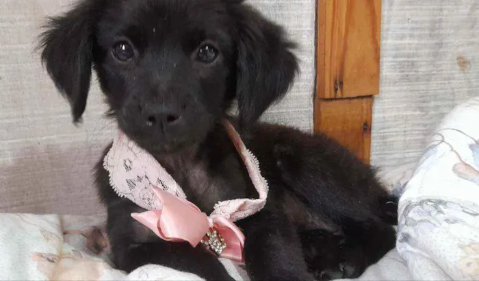 Cachorro ra a Não sei idade 2 a 6 meses nome Lya