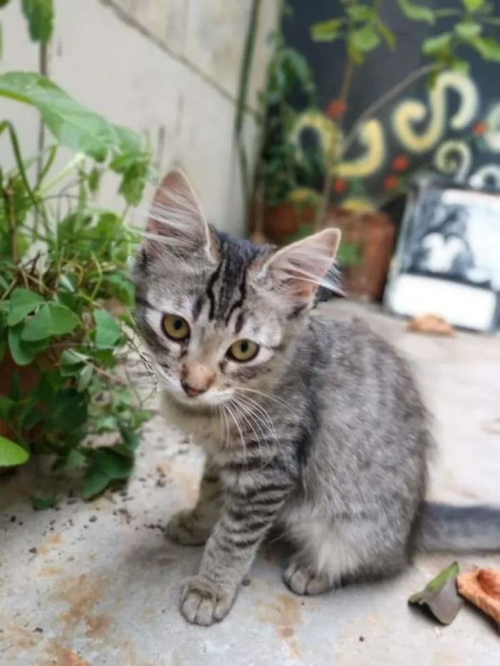 Gato ra a SRD-ViraLata idade 2 a 6 meses nome Violeta