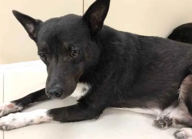 Cachorro raça Vira lata  idade 6 ou mais anos nome Domini 