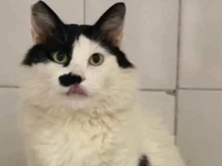 Gato raça Vira lata  idade 4 anos nome Montanha 