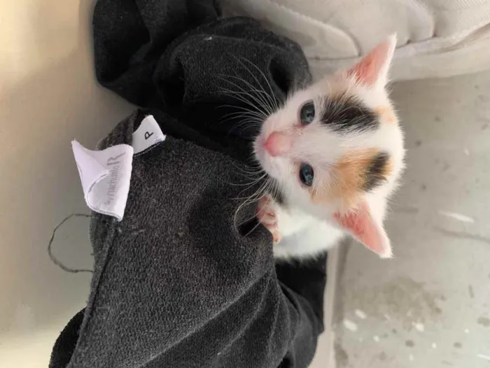 Gato ra a  idade Abaixo de 2 meses nome Ainda não tem nome