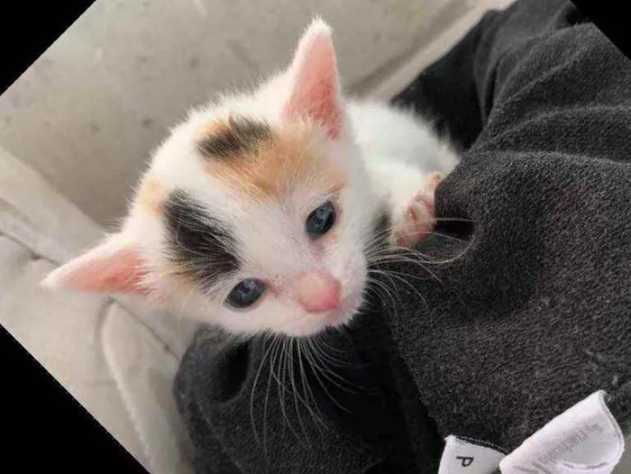Gato ra a  idade Abaixo de 2 meses nome Ainda não tem nome