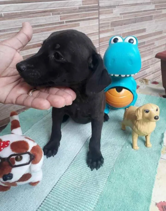 Cachorro ra a SRD idade 2 a 6 meses nome Pretinho