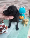 Pretinho