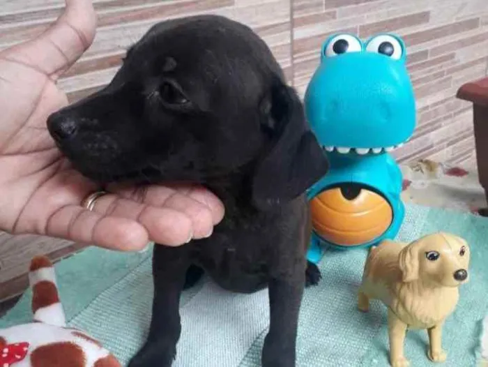 Cachorro ra a SRD idade 2 a 6 meses nome Pretinho