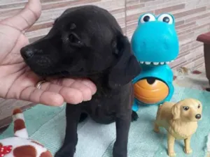 Cachorro raça SRD idade 2 a 6 meses nome Pretinho