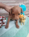 Caramelo