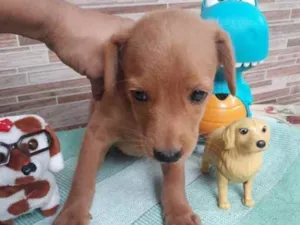 Cachorro raça SRD idade 2 a 6 meses nome Caramelo