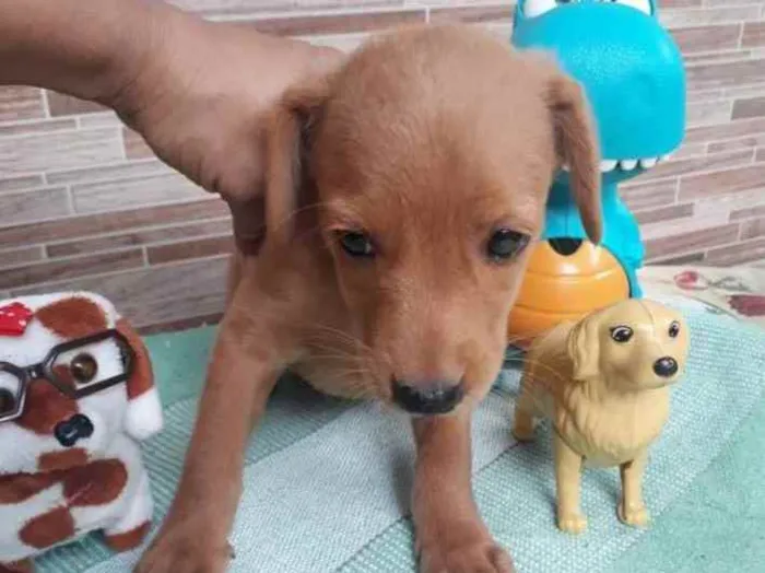 Cachorro ra a SRD idade 2 a 6 meses nome Caramelo