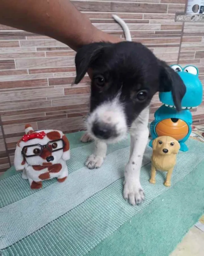 Cachorro ra a SRD idade 2 a 6 meses nome Malhado