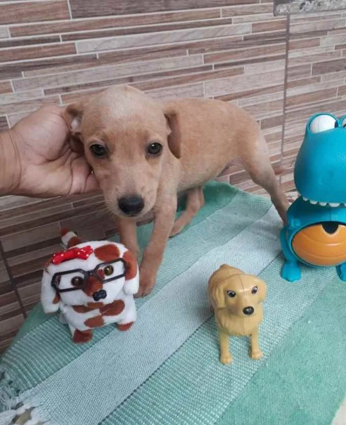 Cachorro ra a SRD idade 2 a 6 meses nome Toby