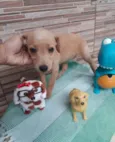 Toby