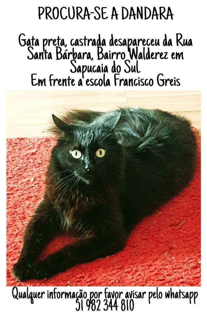 Gato raça Srd idade 5 anos nome Dandara