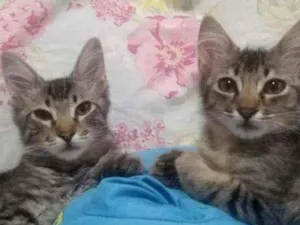 Gato raça SRD idade 2 a 6 meses nome Flecha e Zezé